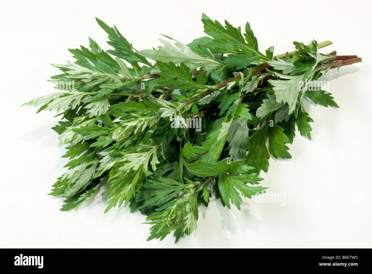 Mugworth (Artemisia vulgaris), mazzetto, studio immagine Foto Stock