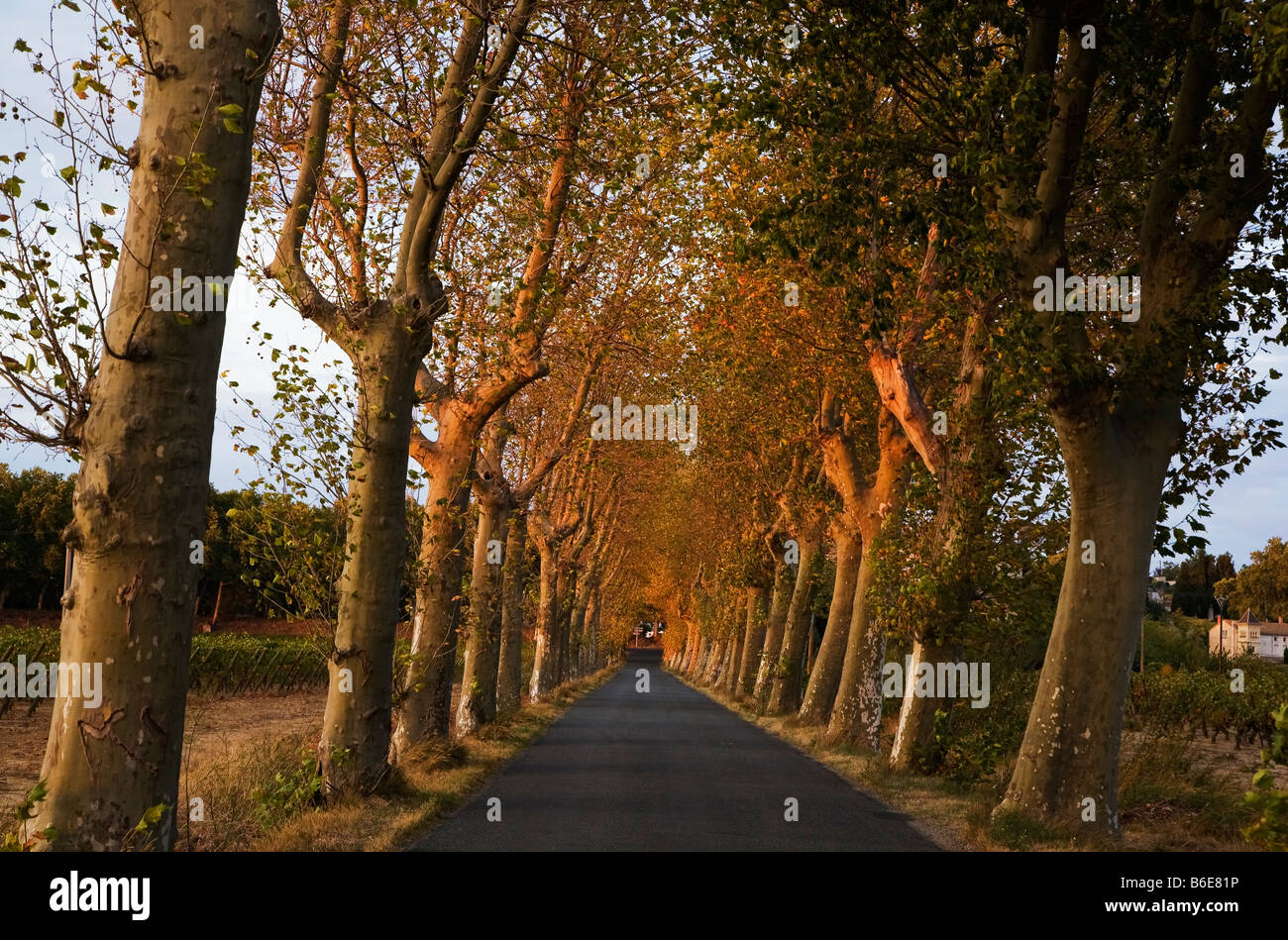 Strada con Platani illuminata dal sole di sera, Ventenac-en-Minervois, Languedoc-Roussillon, Francia Foto Stock