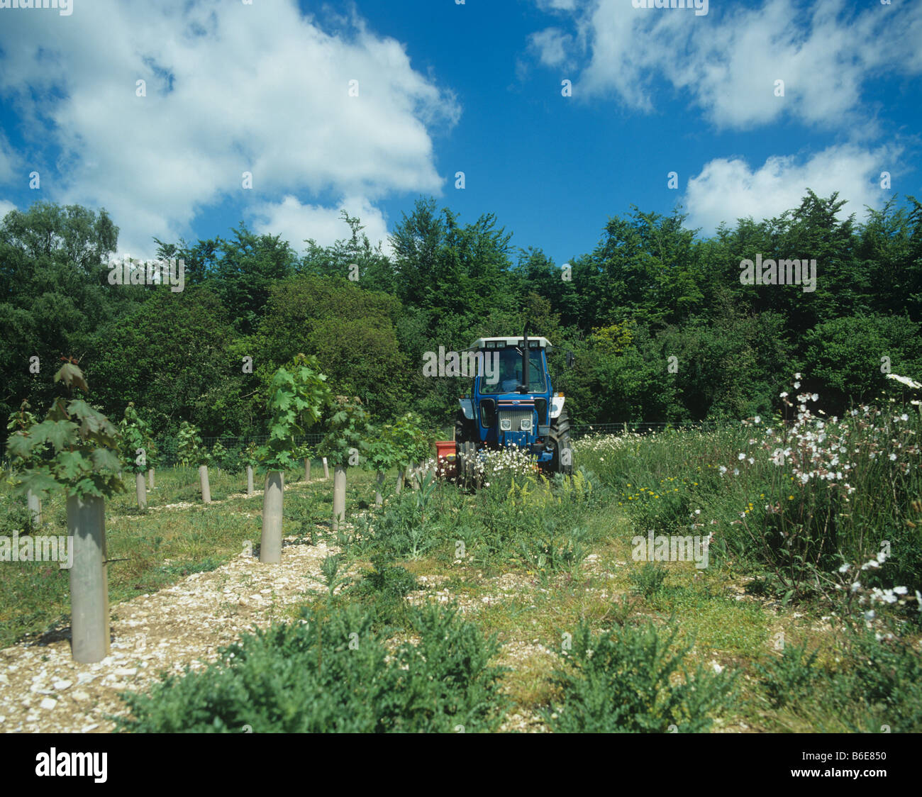 Il trattore e la falciatrice topping erbacce tra le righe di giovani alberi di acero Foto Stock