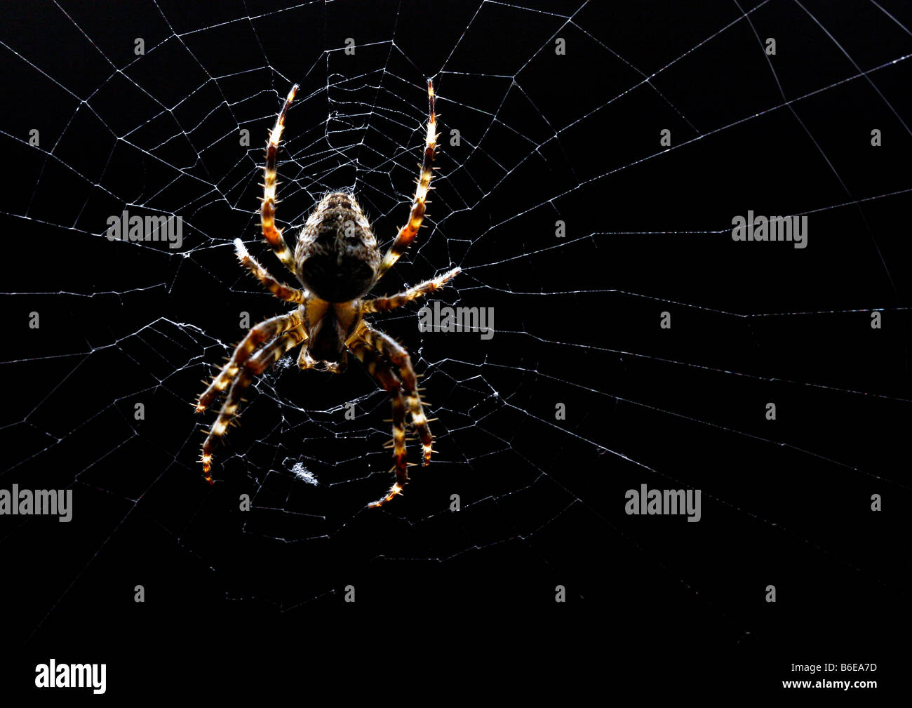 Una crociera sul Web Foto Stock