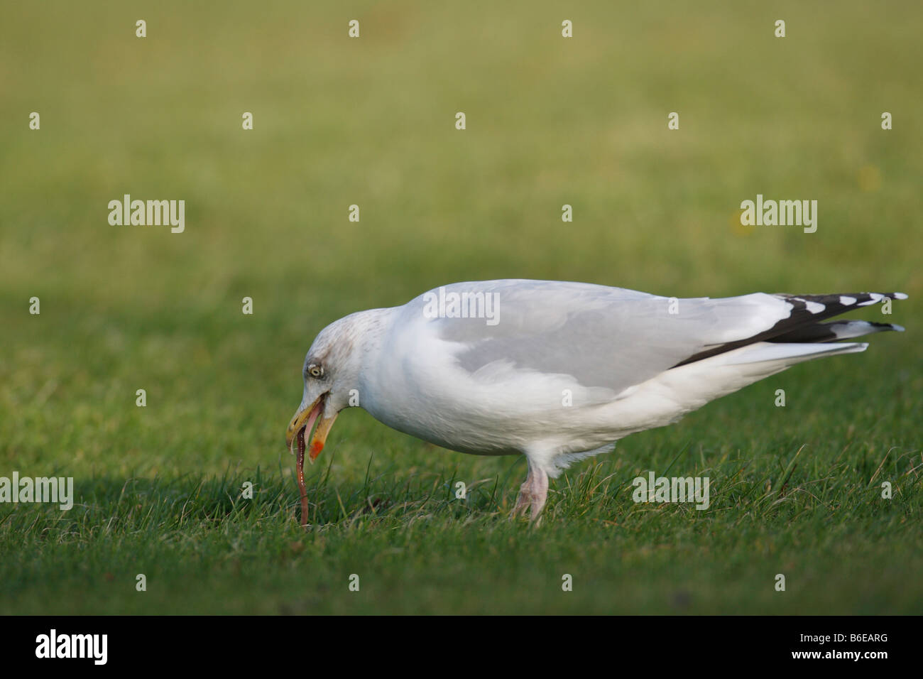 HERRING GULL Larus argentatus WORM CATTURA VISTA LATERALE Foto Stock