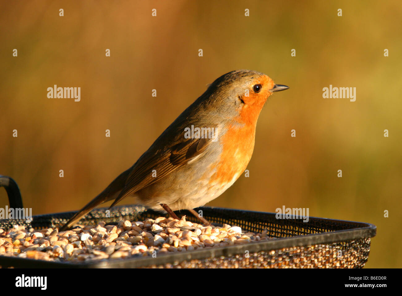 Robin erithacus rubecula appollaiato sulla tabella di uccelli alimentazione sulle sementi e arachidi Foto Stock