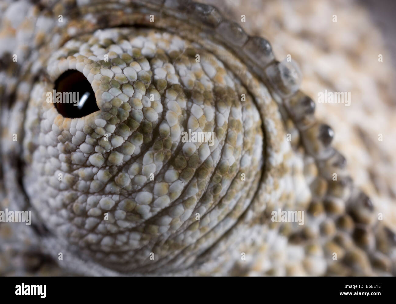 Africa Namibia Caprivi Strip dettaglio del bulbo oculare del lembo strozzata camaleonte Chamaeleo dilepis Foto Stock