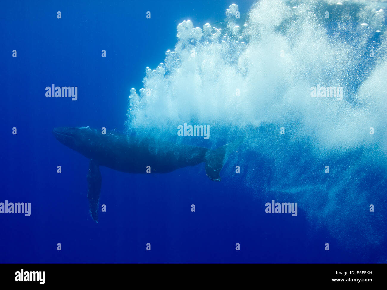 Stati Uniti Hawaii Big Island vista subacquea di Humpback Whale Megaptera Foto Stock