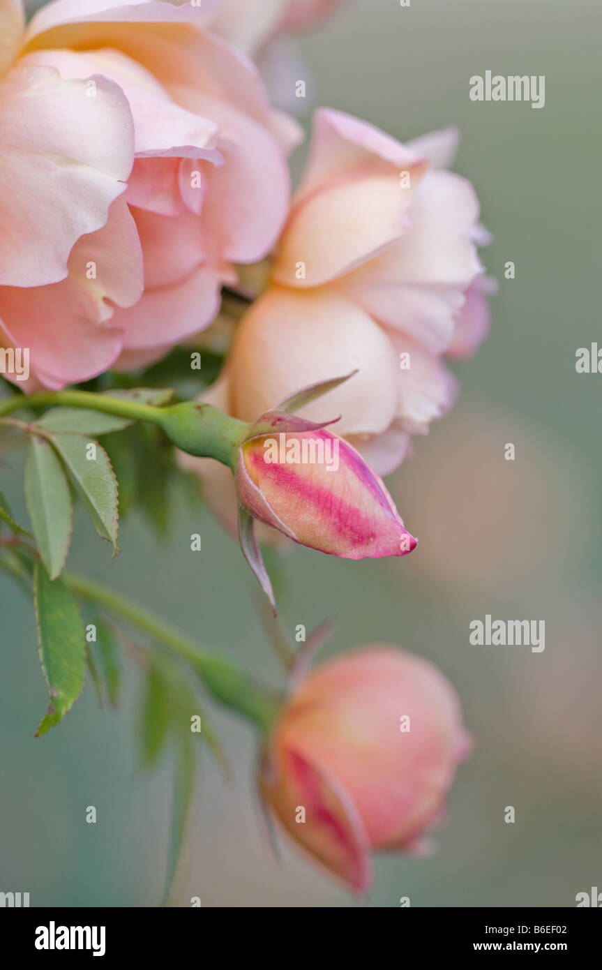 Eccellente immagine di rose rosa a varie fasi Foto Stock