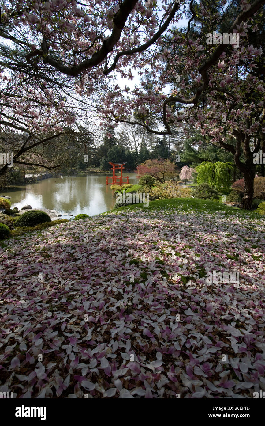 Tappeto di Magnolia di petali di fiori che si affaccia sul laghetto in giardino giapponese al Brooklyn Botanic Garden Foto Stock