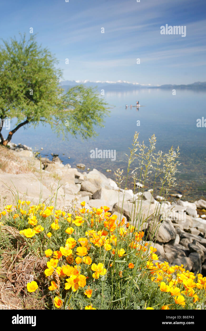 Il paesaggio del lago Nahuel Huapi con la California poppies in primo piano Foto Stock