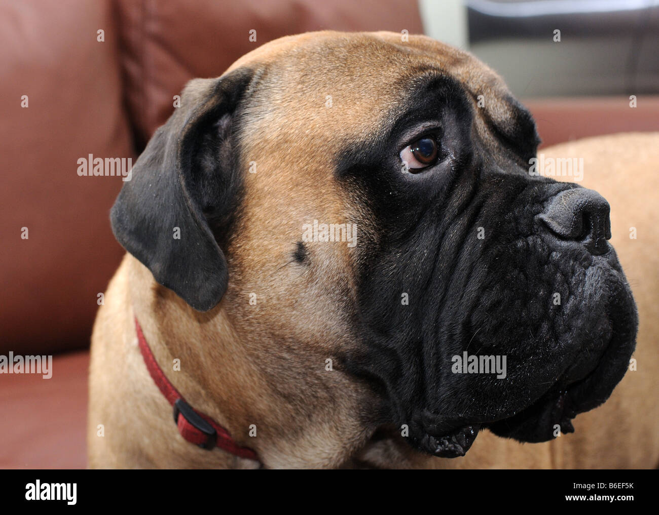 Un adorabile testa-shot di bull mastiff cane, canine, Fauno cercando di colore triste. Il cibo per cani annuncio, morbida pelliccia, il migliore amico dell'uomo. Foto Stock