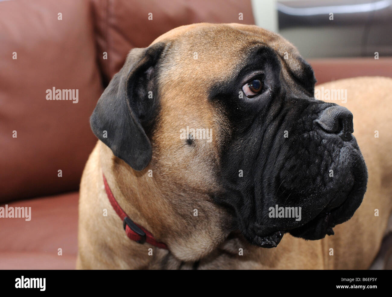 Un adorabile testa-shot di bull mastiff cane, canine, Fauno cercando di colore triste. Il cibo per cani annuncio, morbida pelliccia, il migliore amico dell'uomo. Foto Stock