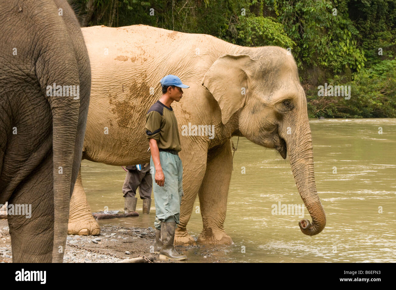 Elephant essendo lavato mediante un mahout (elephant keeper) in un fiume in Tangkahan, Sumatra, Indonesia Foto Stock