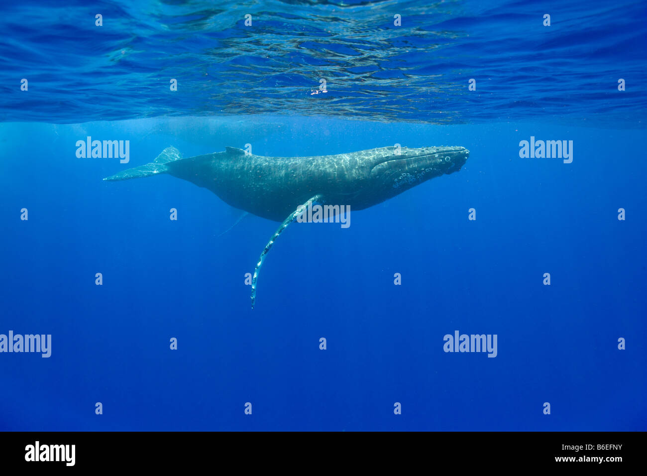 Stati Uniti Hawaii Big Island vista subacquea di Balene Humpback Megaptera novaengliae nuotare nell'Oceano Pacifico Foto Stock