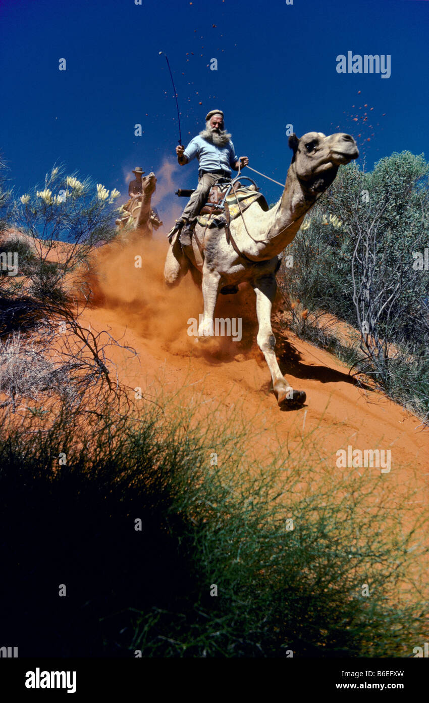 A dorso di cammello, outback Australia Foto Stock