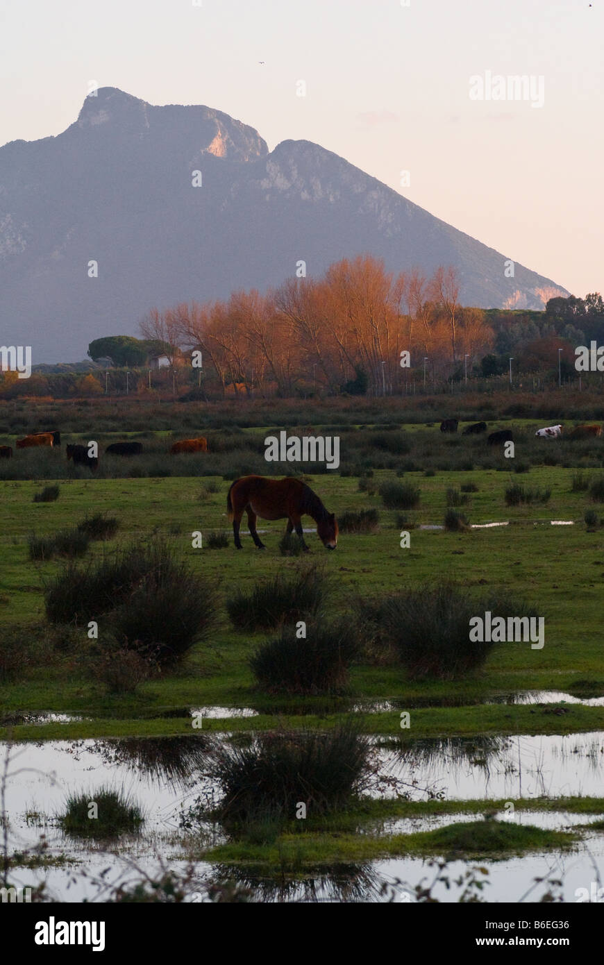 Pascolare nel Parco Nazionale del Circeo in Italia Foto Stock