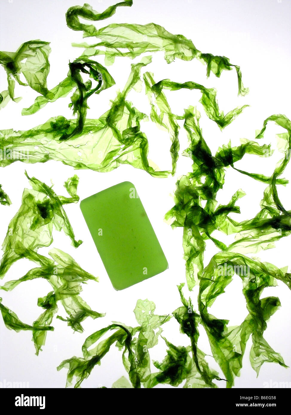 Sapone alga Foto Stock