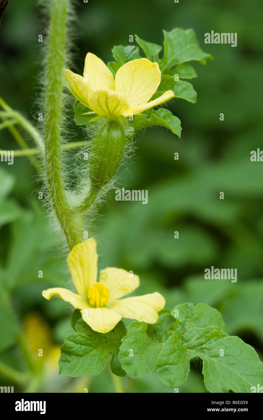 Fiori di melone immagini e fotografie stock ad alta risoluzione - Alamy