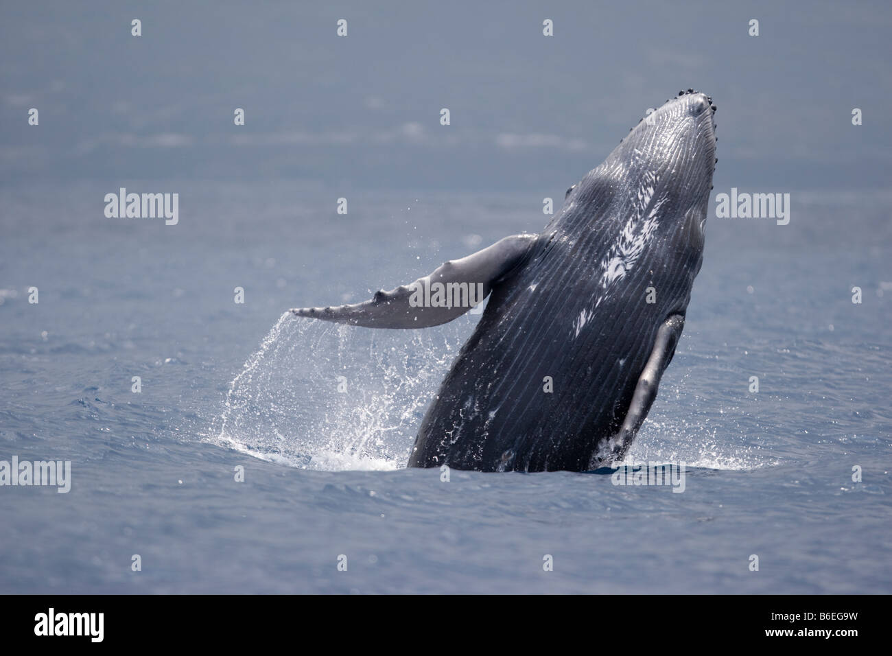 Stati Uniti Hawaii Big Island Baby Humpback Whale Megaptera novaengliae violare in Oceano Pacifico lungo la costa di Kona Foto Stock