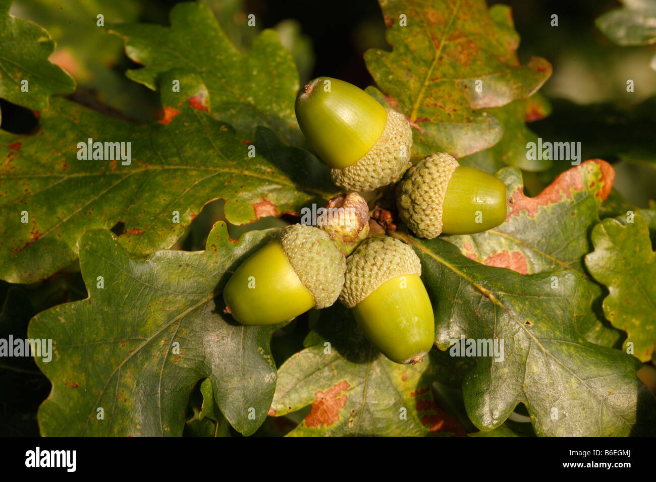 Albero di quercia Quercus rober ghiande autunno Midlands Foto Stock