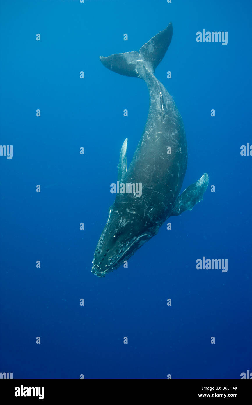 Stati Uniti Hawaii Big Island vista subacquea di Balene Humpback Megaptera novaengliae nuotare nell'Oceano Pacifico Foto Stock