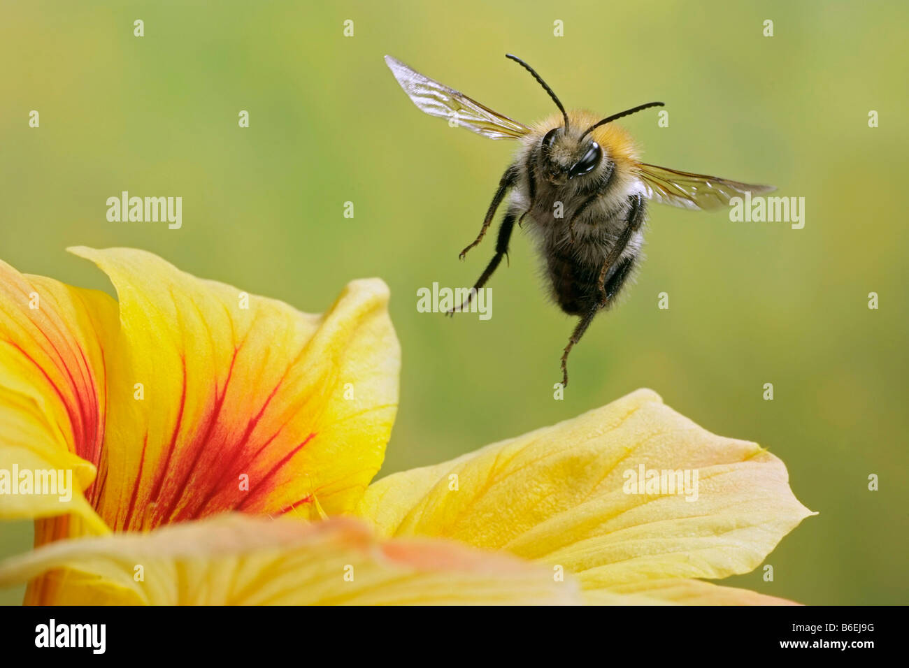Carda comune Bumble Bee (Bombus pascuorum), Sassonia-Anhalt, Germania Foto Stock