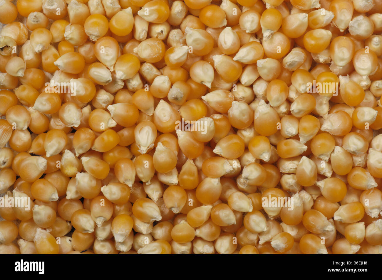 Popcorn o pop corn come venduto in salute negozi di alimentari coltivati in Cina Foto Stock