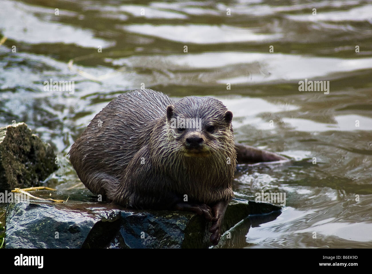 Asian corto-artigliato Lontra (amblonyx cinureus) Foto Stock
