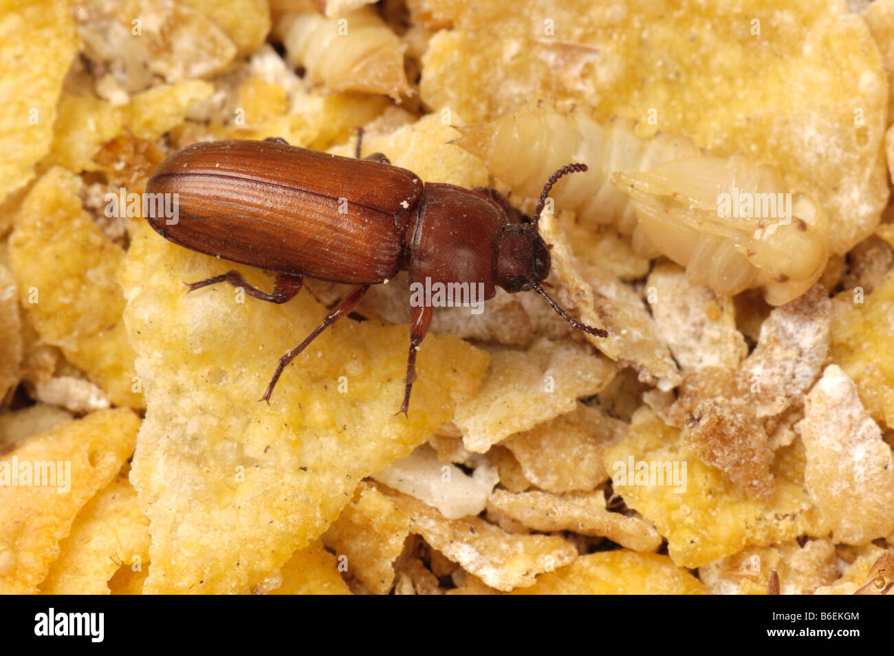 Giallo mealworm Tenebrio molitor coleottero adulto pest di storage Foto Stock