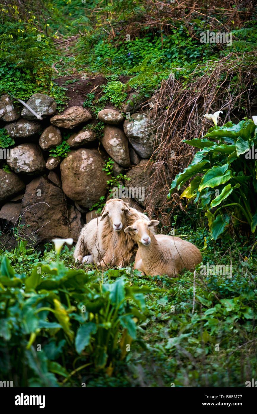 Spagna. Isole Canarie. Isola di La Gomera. El Cedro villaggio. Pecore. Foto Stock