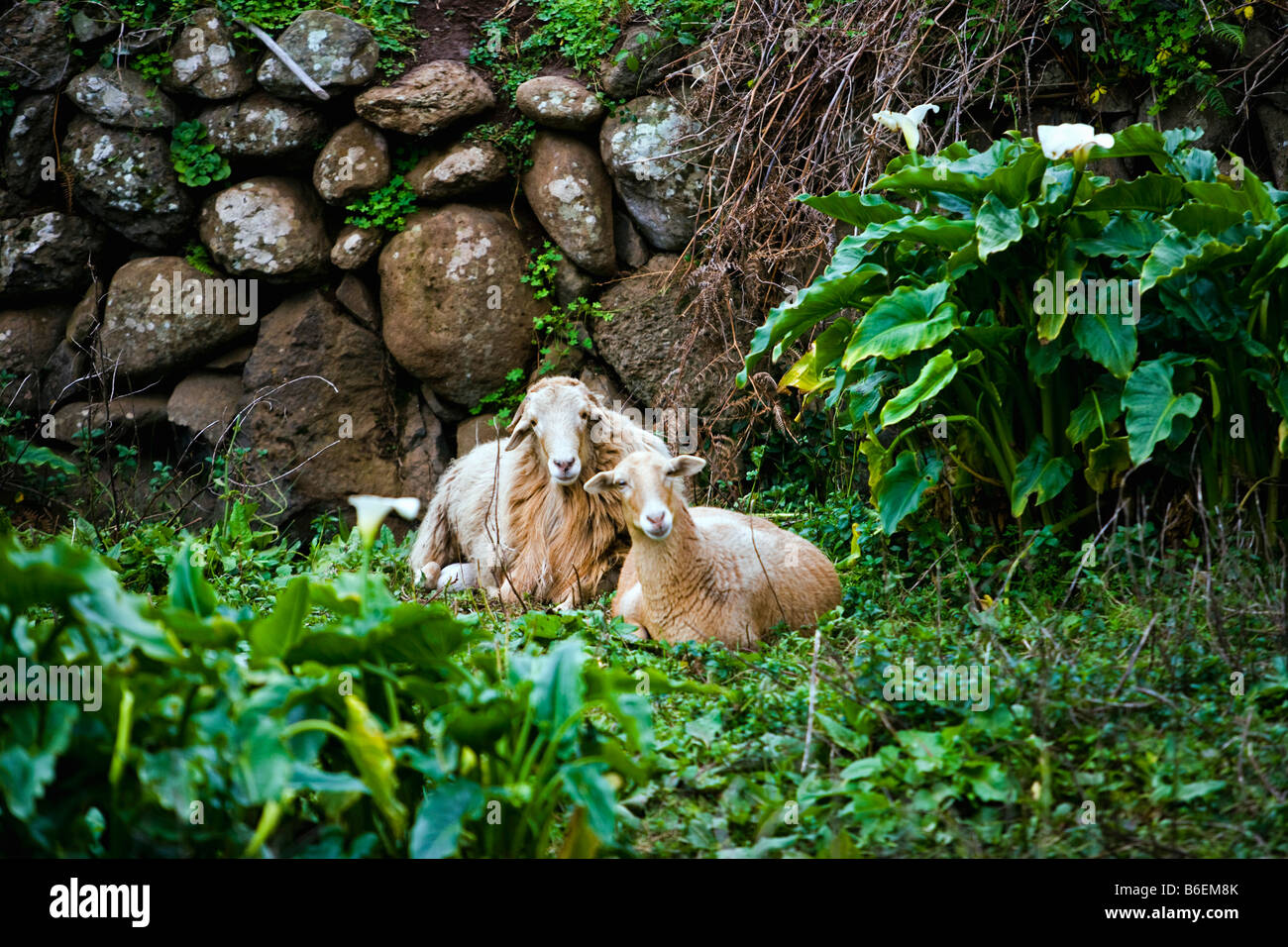 Spagna. Isole Canarie. Isola di La Gomera. El Cedro villaggio. Pecore. Foto Stock