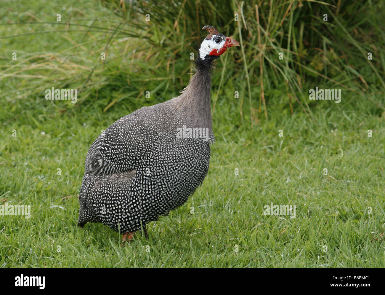 Helmeted Faraona (Numida meleagris) Foto Stock