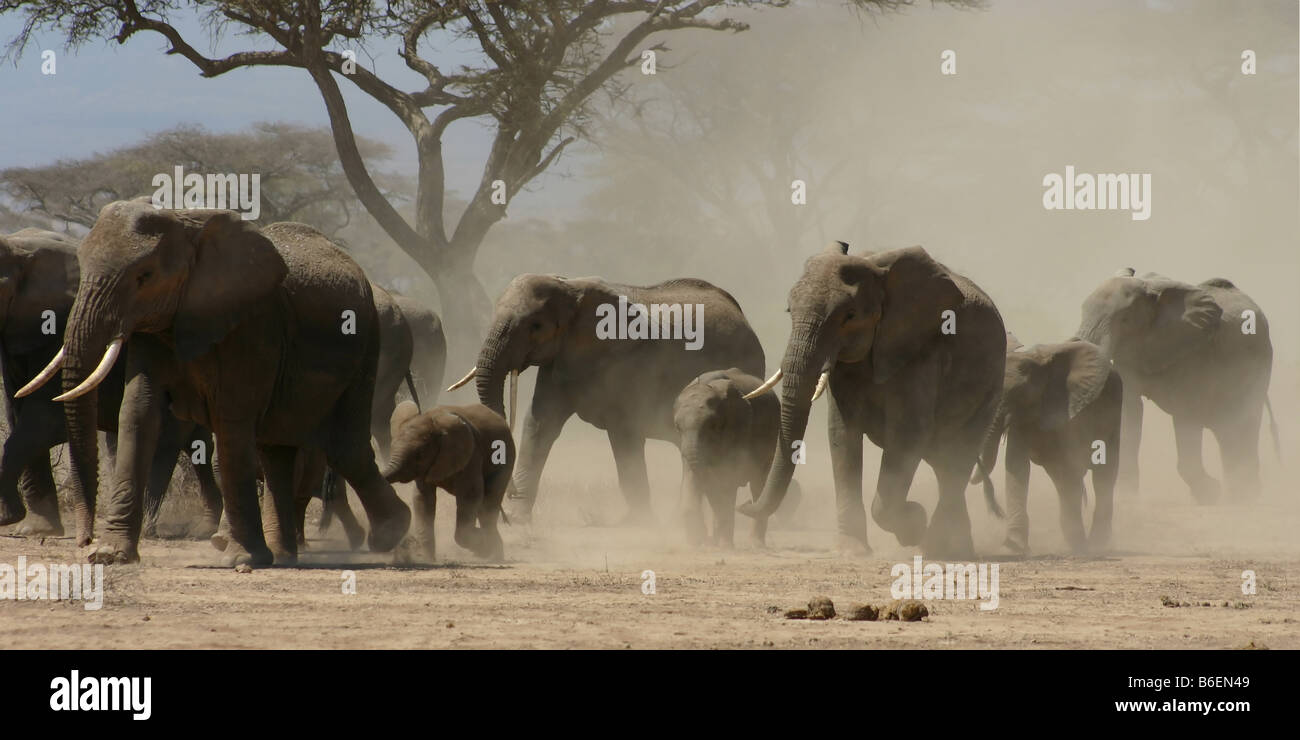 Bush africano Elefante africano (Loxodonta africana) Foto Stock