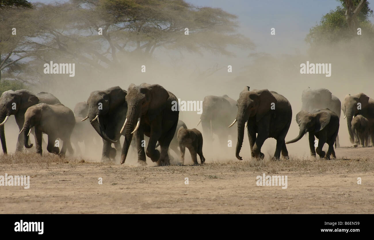 Bush africano Elefante africano (Loxodonta africana) Foto Stock