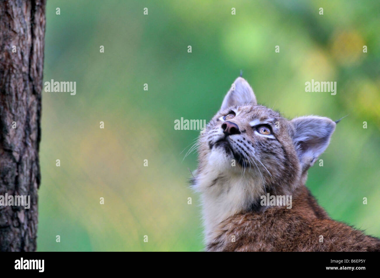 Eurasian (Lynx Lynx lynx), lynx guarda su un albero Foto Stock