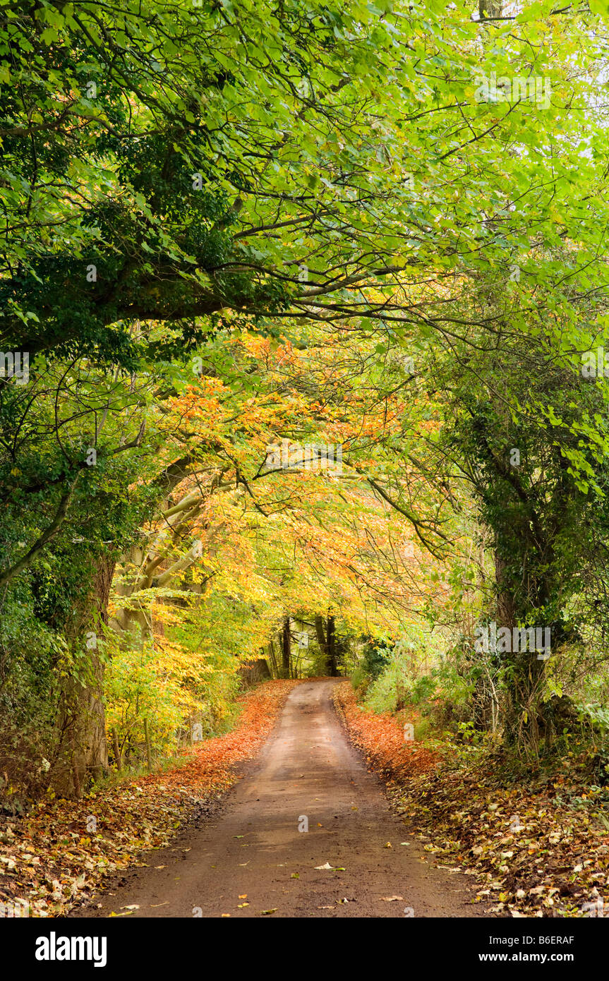 Bellissimi colori autunnali di alberata lane prese vicino a Castle Combe villaggio dove i rami sono sovradimensionate per formare una forma di tunnel Foto Stock