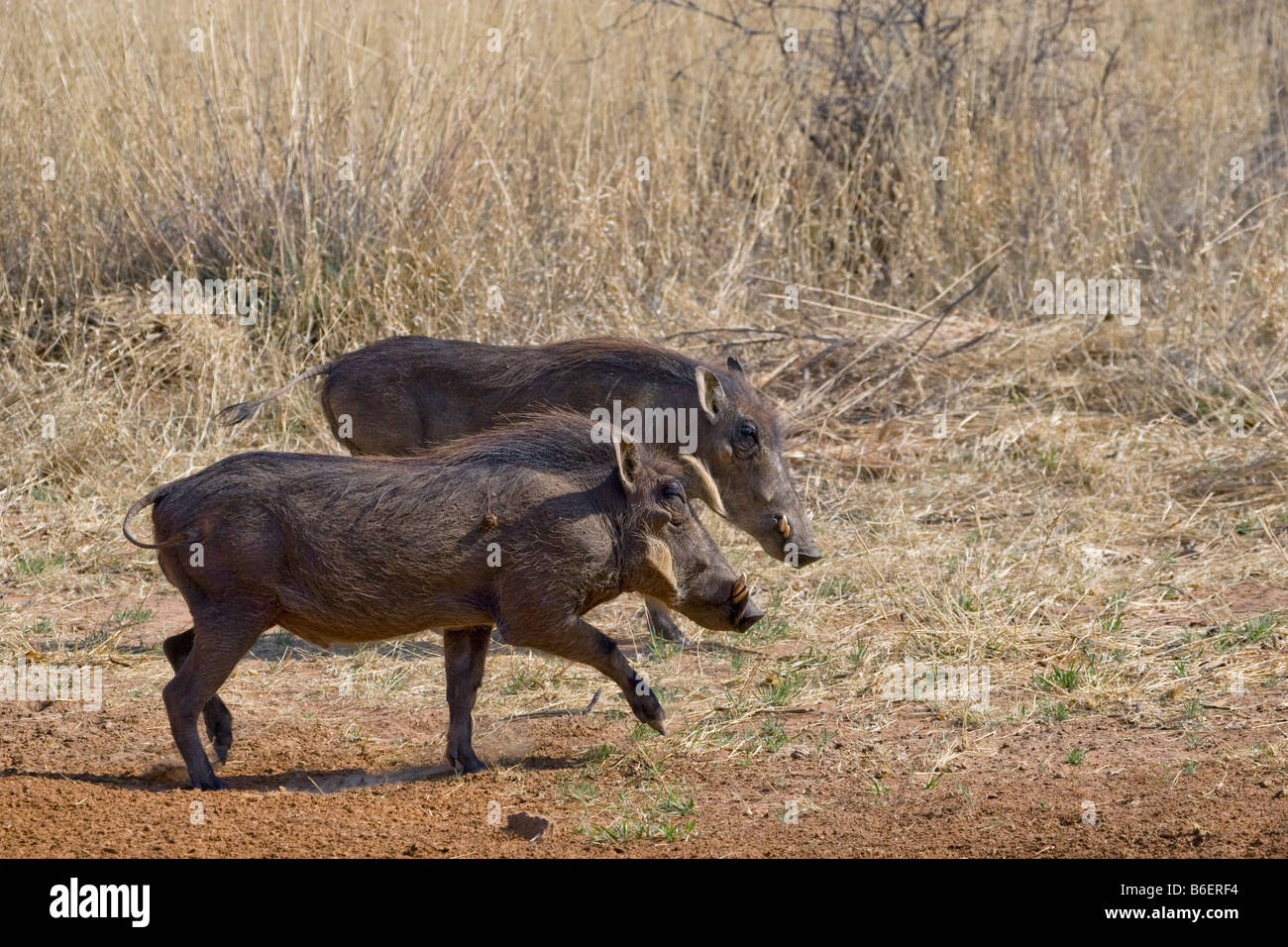 Coppia di facoceri in esecuzione, l'Okonjima, Namibia Foto Stock