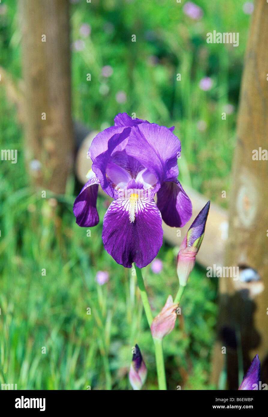 Iris Germanica fiore. Lozoya valley. Provincia di Madrid. Spagna. Foto Stock