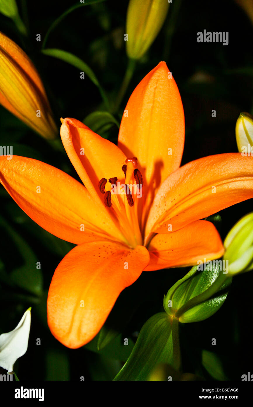 Orange fire Lily Foto Stock