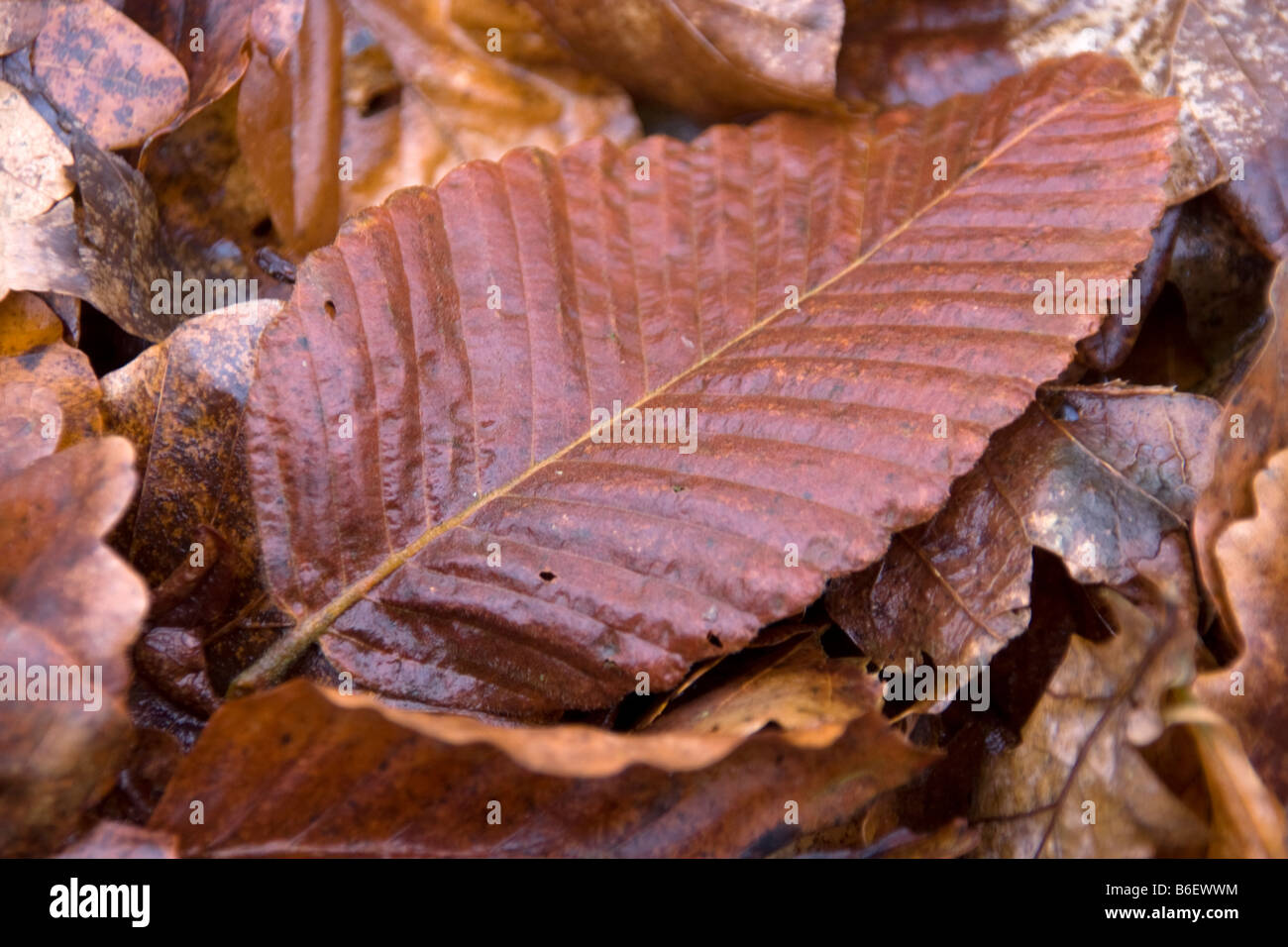 Primo piano della caduta di foglie di faggio in Oxfordshire forest Foto Stock