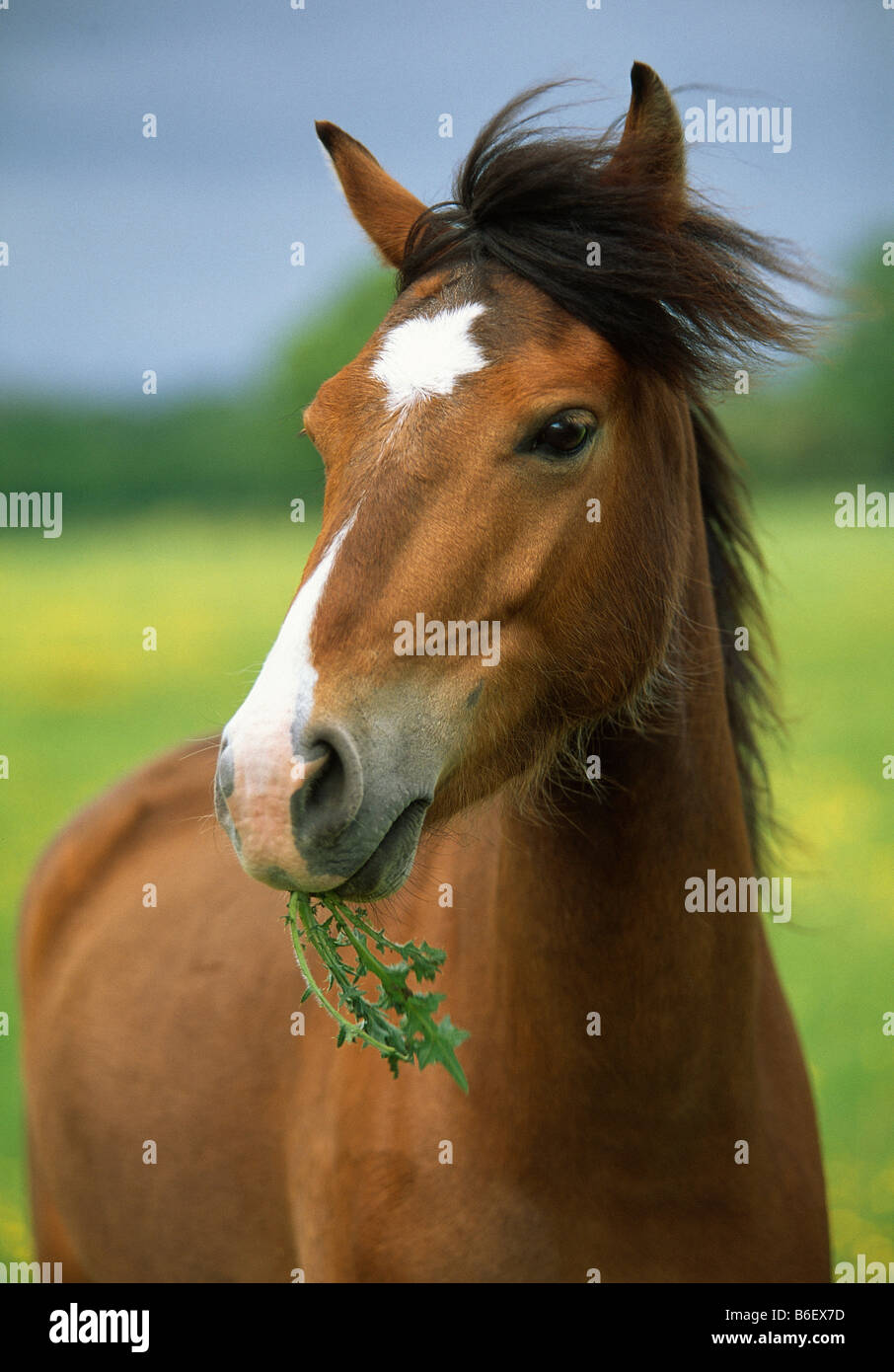 Cavallo di mangiare a thistle Foto Stock