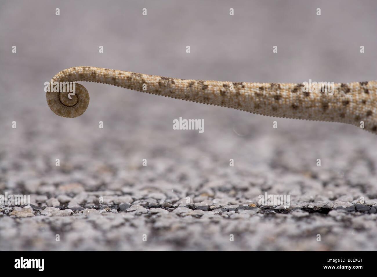 Africa Namibia Caprivi Strip dettaglio della coda del collo parzializzatore camaleonte Chamaeleo dilepis attraversando a piedi Autostrada Foto Stock