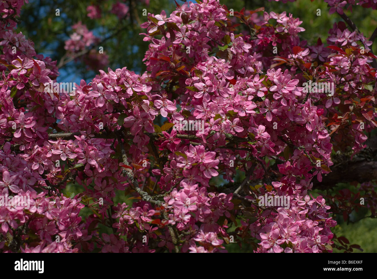 Alberi di fioritura Foto Stock