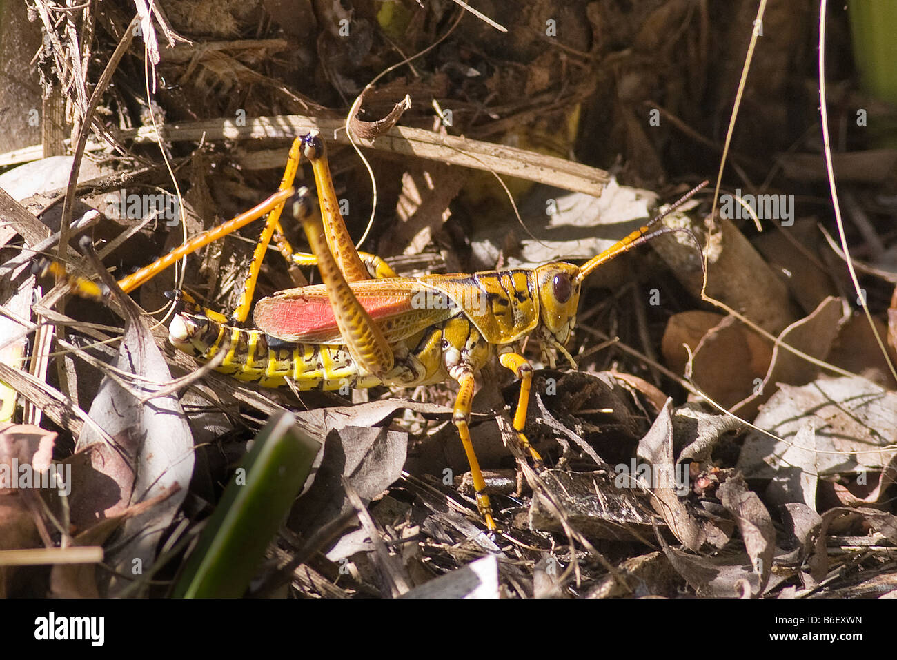 A sud est della gomma Grasshopper, Romalea microptera, in Everglades National Park Florida Foto Stock