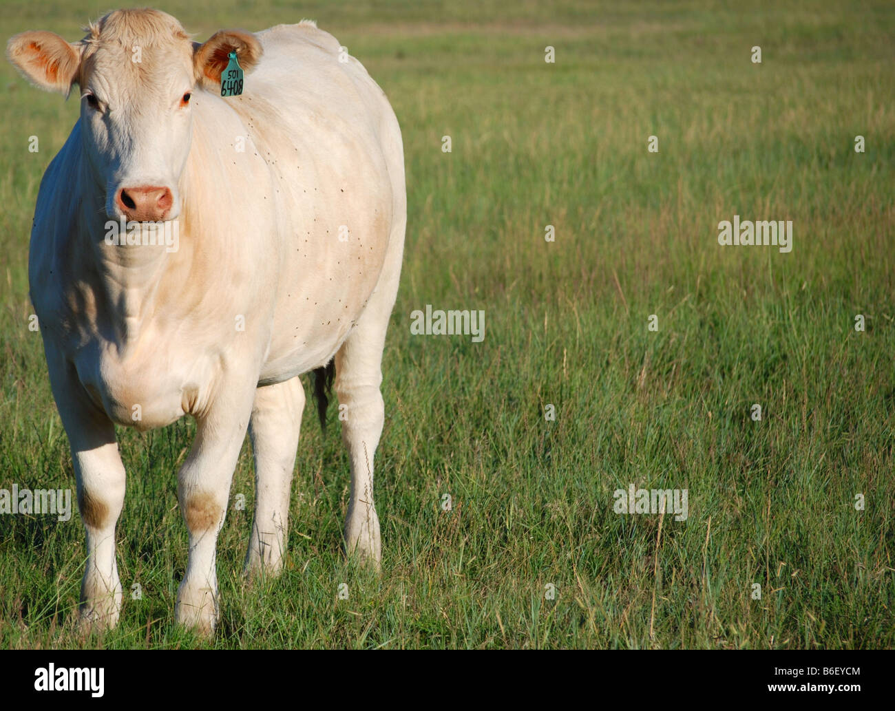 Charolais cow in piedi in un pascolo Foto Stock