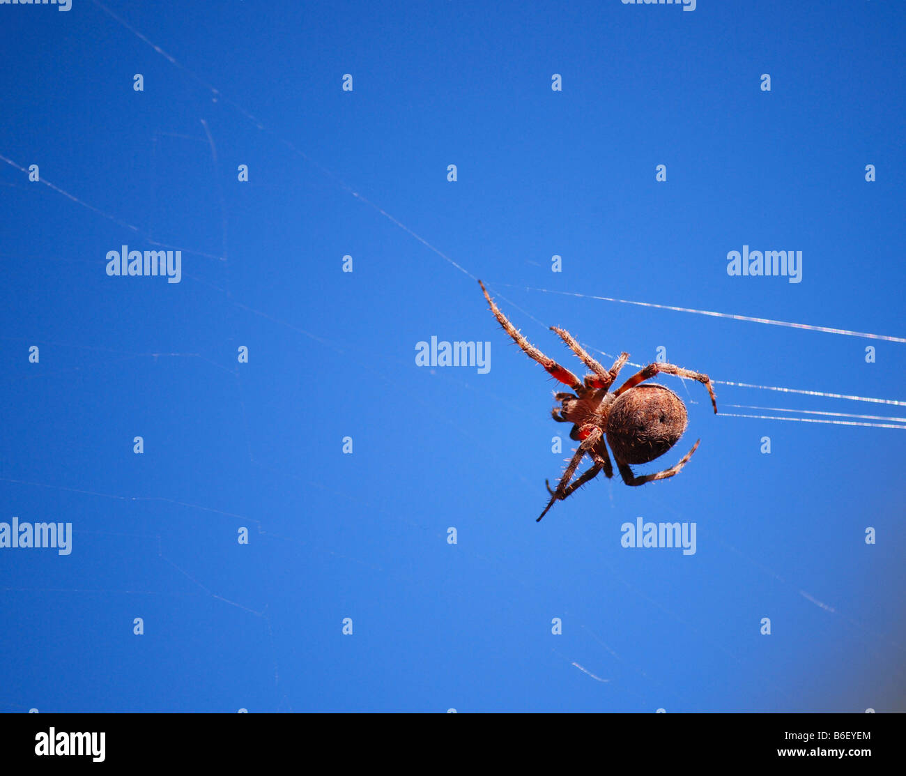 Spider a casa nel suo spider web Foto Stock