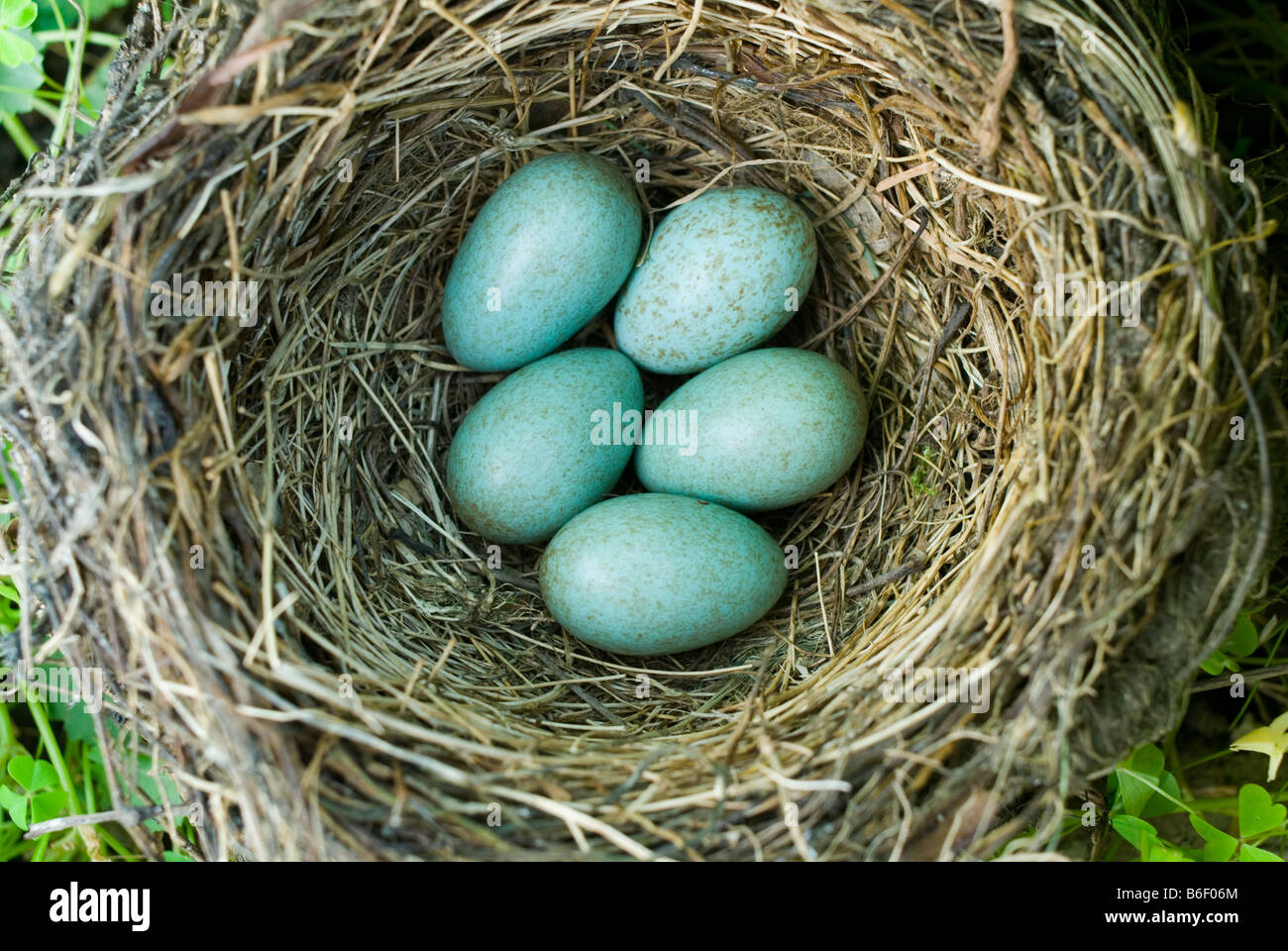 Cinque blackbird le uova in un nido. Foto Stock