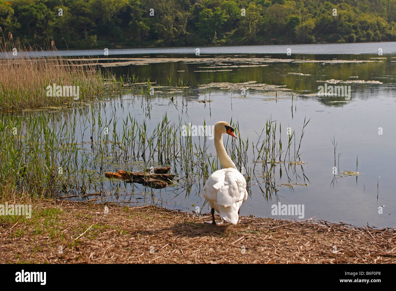 White Swan mute nuoto Bosherston lilliponds Bosheston lilipond Pembrokeshire Coast National Park Galles 84212 BroadHaven Sud Foto Stock