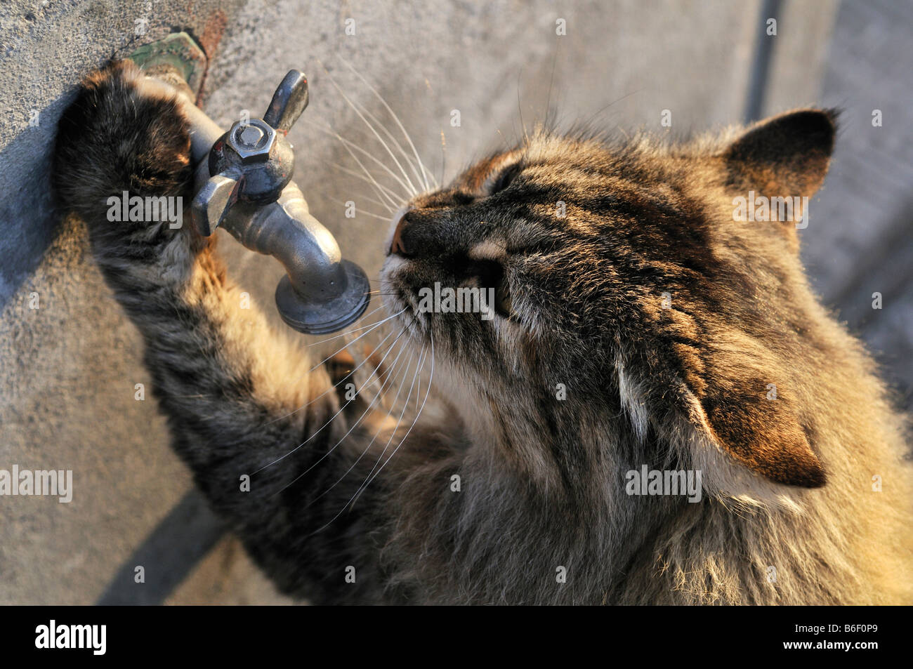 Cat bere acqua dal rubinetto Foto Stock