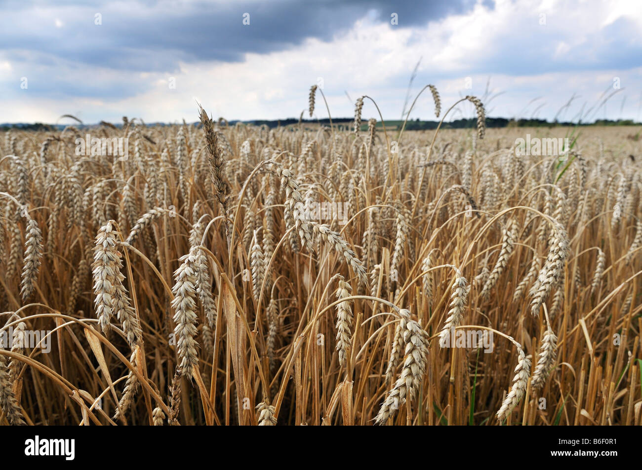 Campo di grano, frumento, Isental Valley vicino a Dorfen, Alta Baviera, Baviera, Germania, Europa Foto Stock