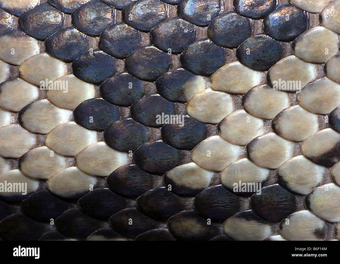 Diamond Python (Morelia argus, Morelia spilota spilota), scale Foto Stock