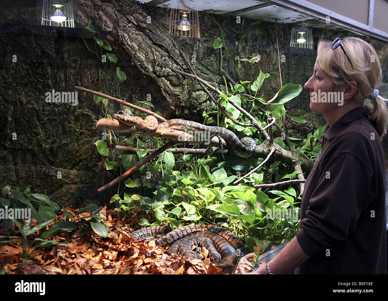 Diamond Python (Morelia argus, Morelia spilota spilota), la donna sta in piedi di fronte ad un terrario Foto Stock