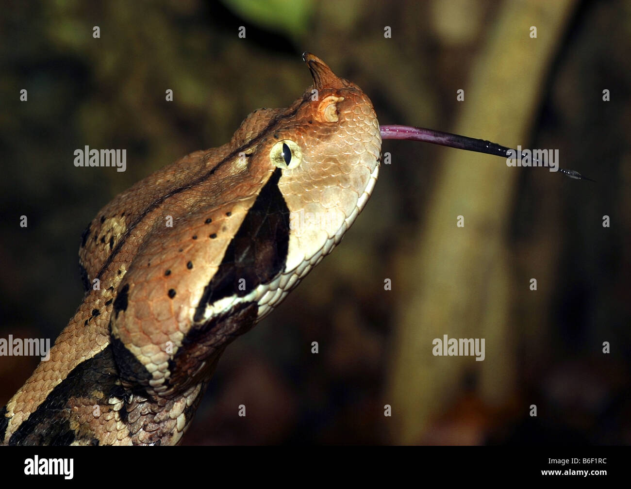 Gaboon viper (Bitis gabonica), ritratto con bucherellata tonue out Foto Stock